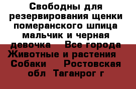 Свободны для резервирования щенки померанского шпица мальчик и черная девочка  - Все города Животные и растения » Собаки   . Ростовская обл.,Таганрог г.